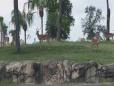 Animals / Busch Gardens - Tampa Bay