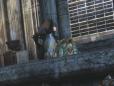 Batman: Arkham City The Penguin Trailer