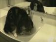 Desperate Sink Cat 