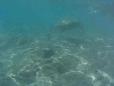 Snorkeling in Hanauma Bay - Sea Turtle
