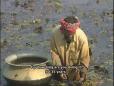 Water chestnut farming spreads across Jamalpur