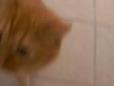 Sanyo Xacti VPC-E1 Test Video - Murmur the Cat