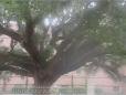 Chandler Oak of Savannah