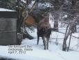 Backyard Moose