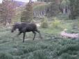 WiLife - Moose Caught on Video