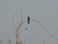 Racket Tailed Drongo on a Stick