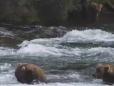 Doug's Katmai Bears
