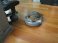 Turtle on a Roomba