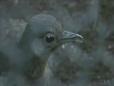 Lyrebird Imitating Construction Workers