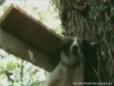 Amazing Spider Dog Climbs Tree