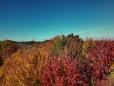 Modern Dune Autumn