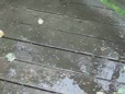Raining Snippet