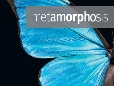 Metamorphosis The Design and Beauty of Buttterflies