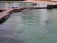 Dolphins Playing Around at Hilton Waikoloa Village in Hawaii