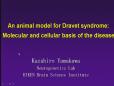 An animal model for Dravet syndrome