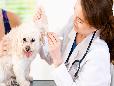 Your puppy's first veterinary visit