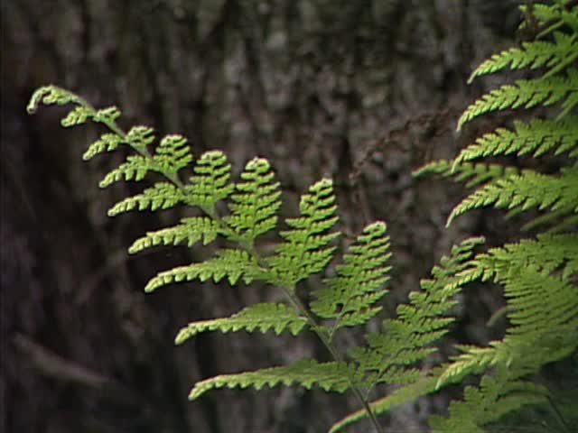 Tree and ferns in the forest of Volcano, Hawaiʻi