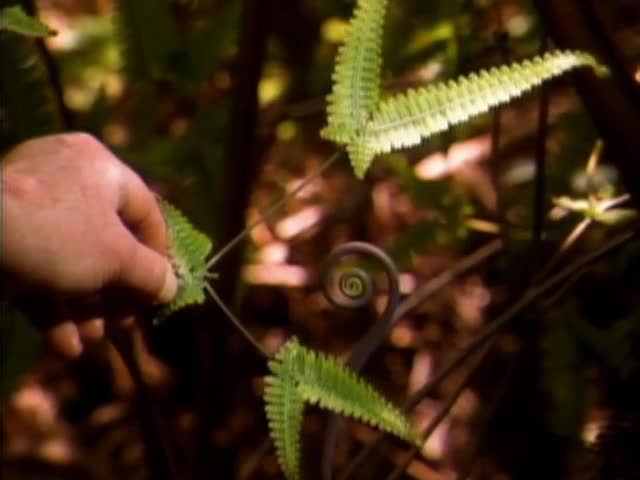 William "Bill" Mull gives a tour of the ʻŌlaʻa Forest Reserve on the island of Hawaiʻi tape 2