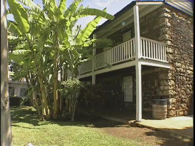 Banyan tree and Baldwin House 6/9/1999