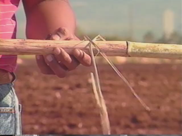 Waipahu Sugar Plantation field footage two