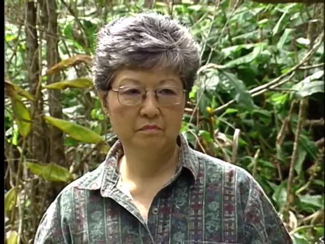 Weed eradication Kokeʻe, Kauaʻi 5/25/99 tape 2