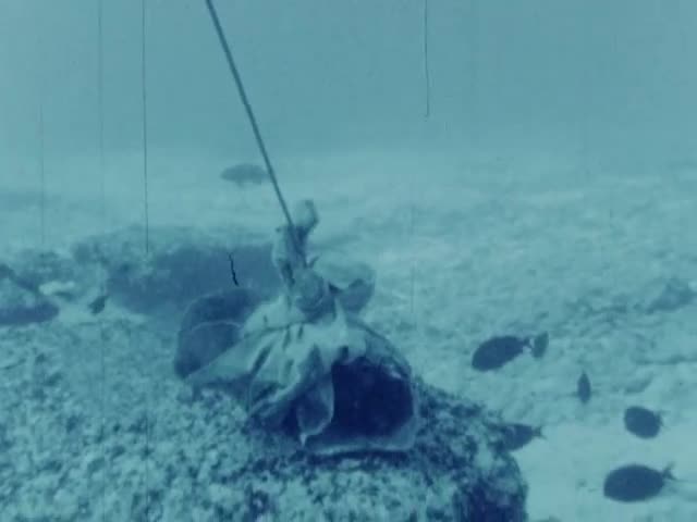 Lobster trapping at Necker Island June 1979