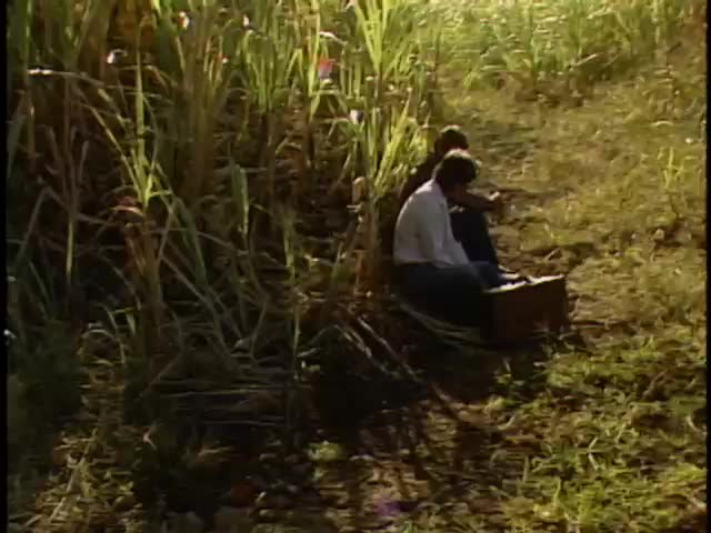 B-roll footage of cane field and Sarah Kalainaina's grave marker; 1987