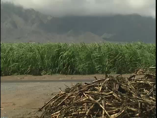 Cane fields at Puʻunene and Pāʻia sugar mills, Maui 10/23/2000