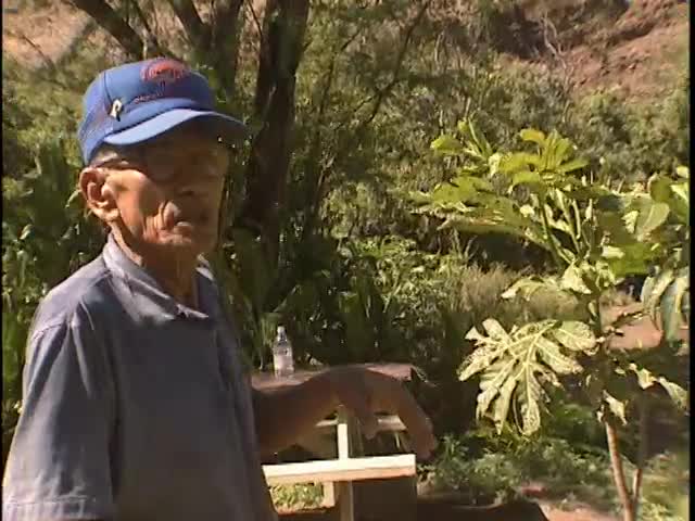 Scenics of ʻauwai and loʻi at Ukumehame and interview with John Kaaea 12/6/1999