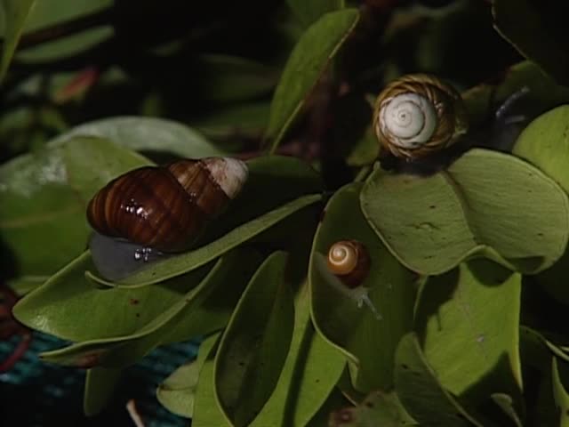 B-roll of Kāhuli snails filmed at University of Hawaiʻi tape 3