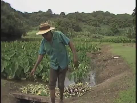 Kalo cultivation with Uncle Harry Mitchell