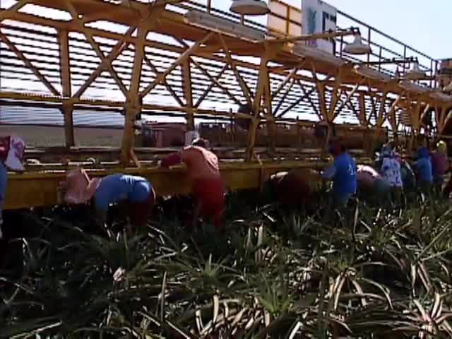 B-roll footage of pineapple farm and workers 8/11/1989