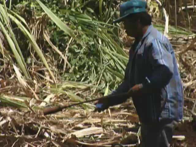 B-roll of Oahu Sugar Company tape 19 1994