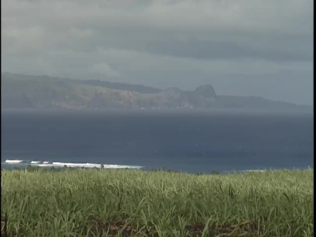 Cane fields at Puʻunene and Pāʻia sugar mills, Maui 10/24/2000